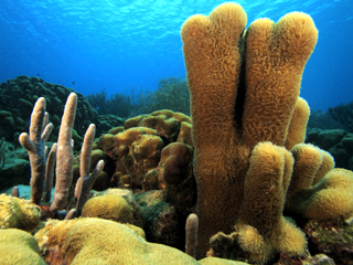 Reasons For Failure With Salt-Water Aquarium