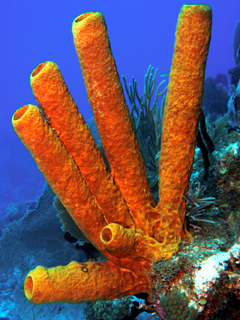 Arranging Coral In Your Salt-Water Aquarium