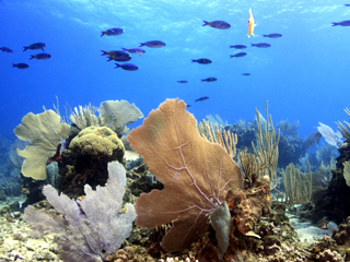Using Live Coral in Your Tank