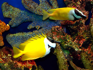 Color Changes Tropical Fish