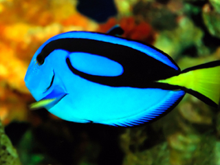 Color Changes Tropical Fish