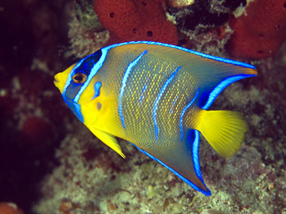 Color Changes Tropical Fish