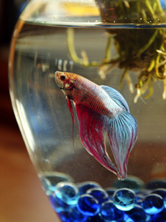 Prevention Aquarium Fish Disease