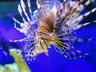 Velvet or Rust Fish Disease