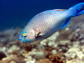 Bacterial Diseases In Tropical Fish