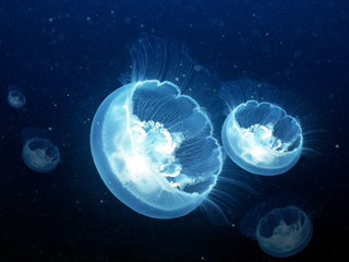 Fungus Infections Tropical Fish