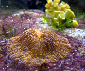 Lighting Coral
