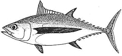 Albacore
