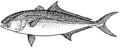 Amberjack, greater