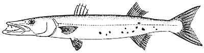 Barracuda, great