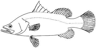 Barramundi