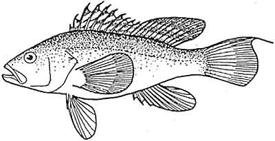 Bass, black sea