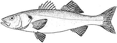 Bass, European