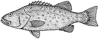 Bass, giant sea