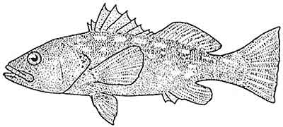 Bass, kelp (calico)