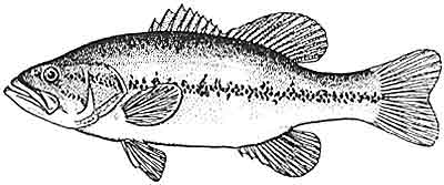 Bass, largemouth