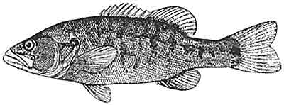 Bass, shoal