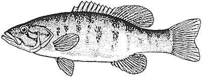 Bass, smallmouth