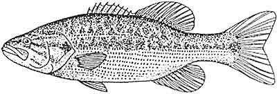 Bass, spotted