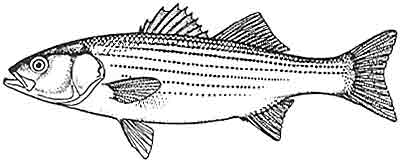 Bass, striped