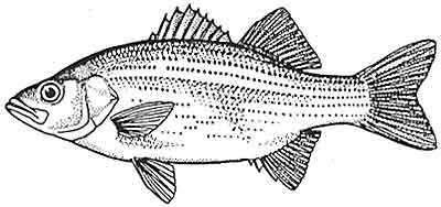 Bass, white