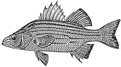 Bass, yellow