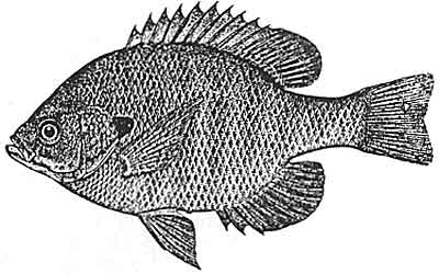 Bluegill